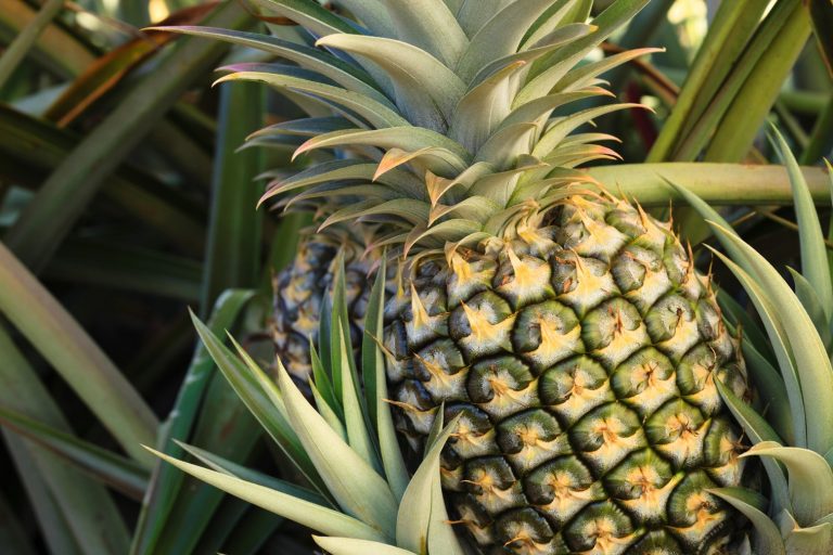 Cójale la fruta y no solo a la caña