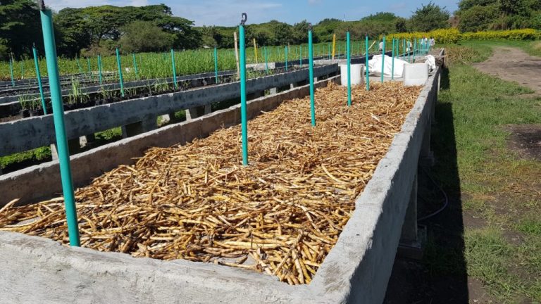 La Caña Orgánica, un cultivo sostenible