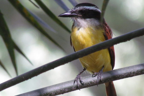 Nuestro compromiso con Colombia, en sintonía con la conservación de la biodiversidad