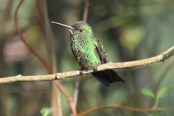 FAUNA RIOPAILA CASTILLA(3)